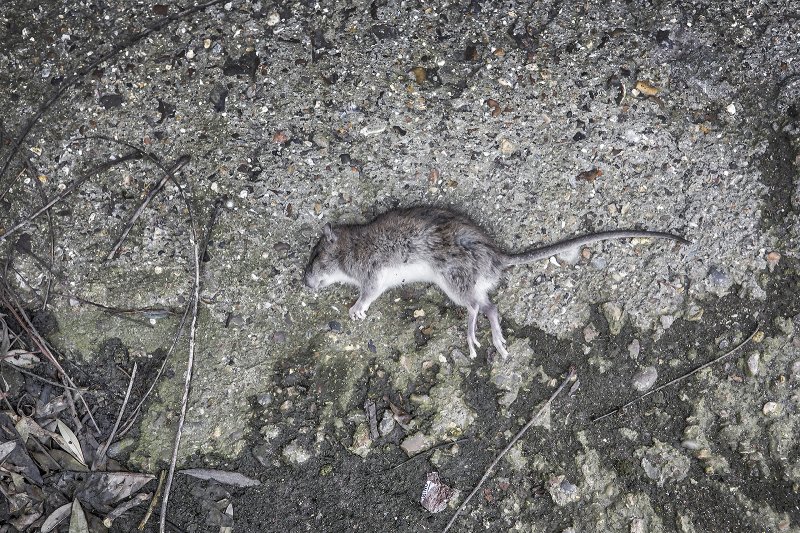 you durty rat
