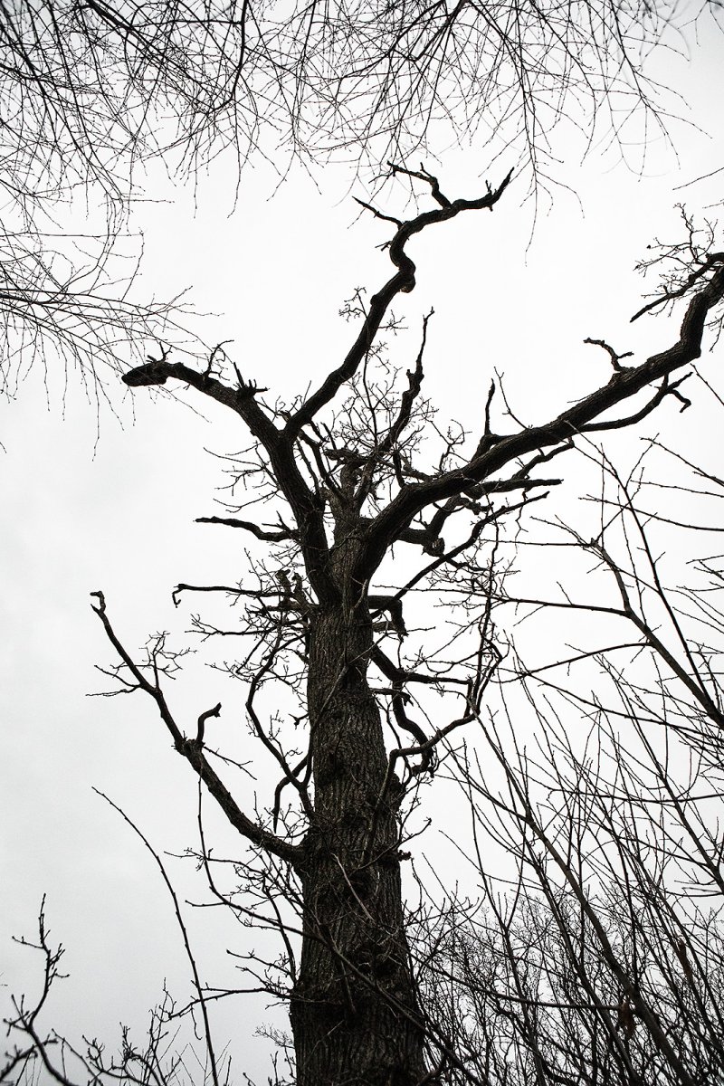 tree of life