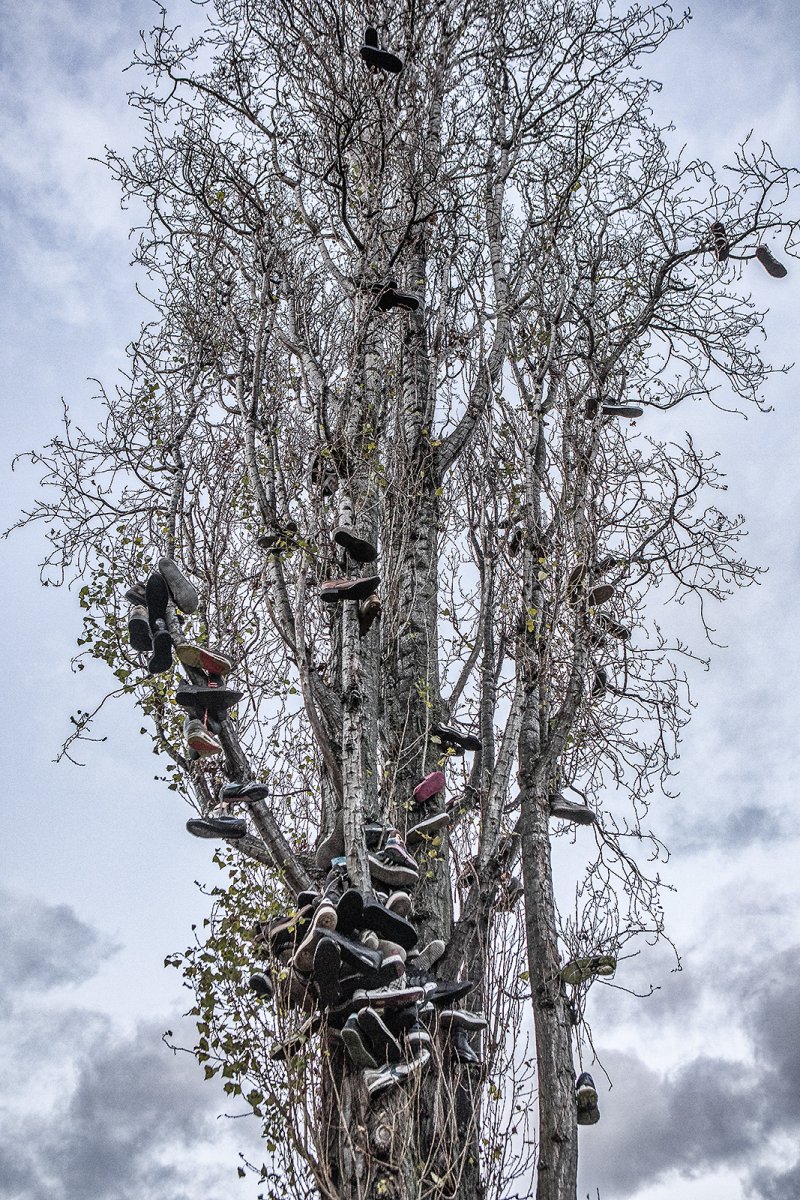 tree of death