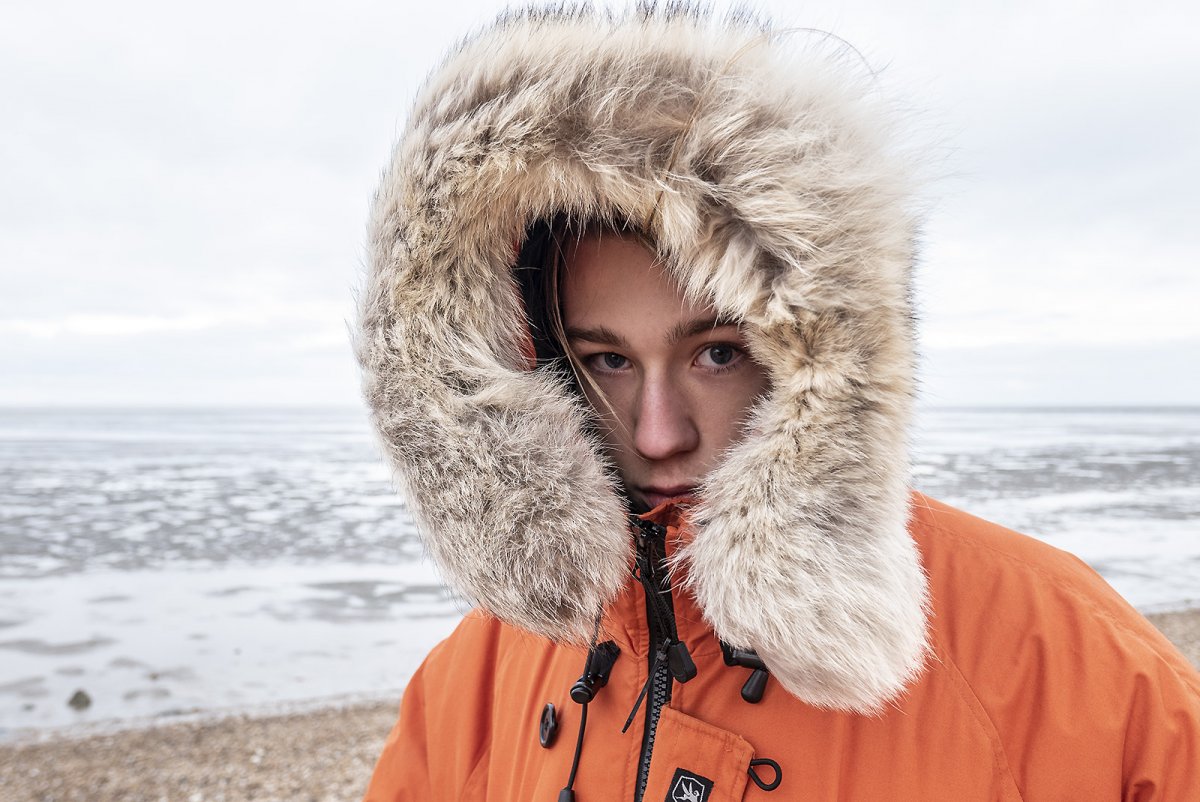 artic fox