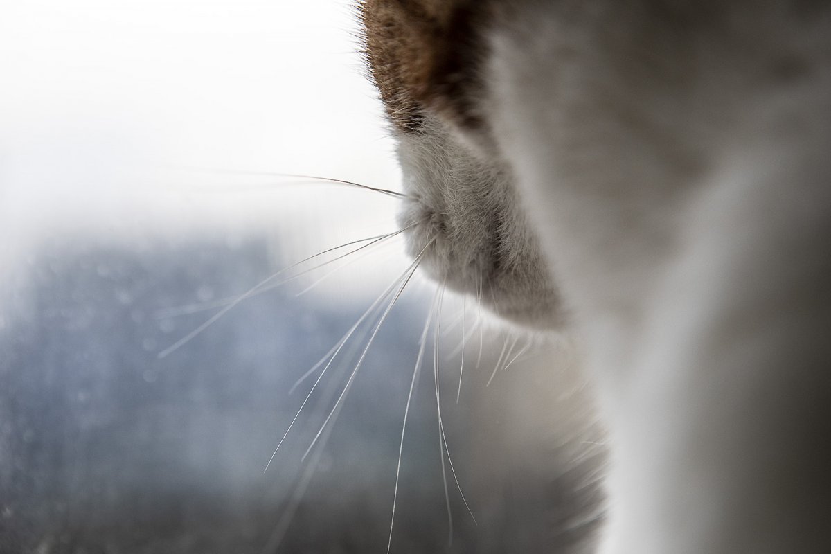 whiskas