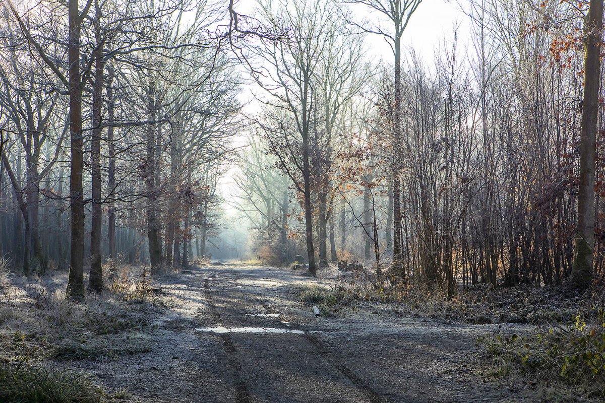 dering woods