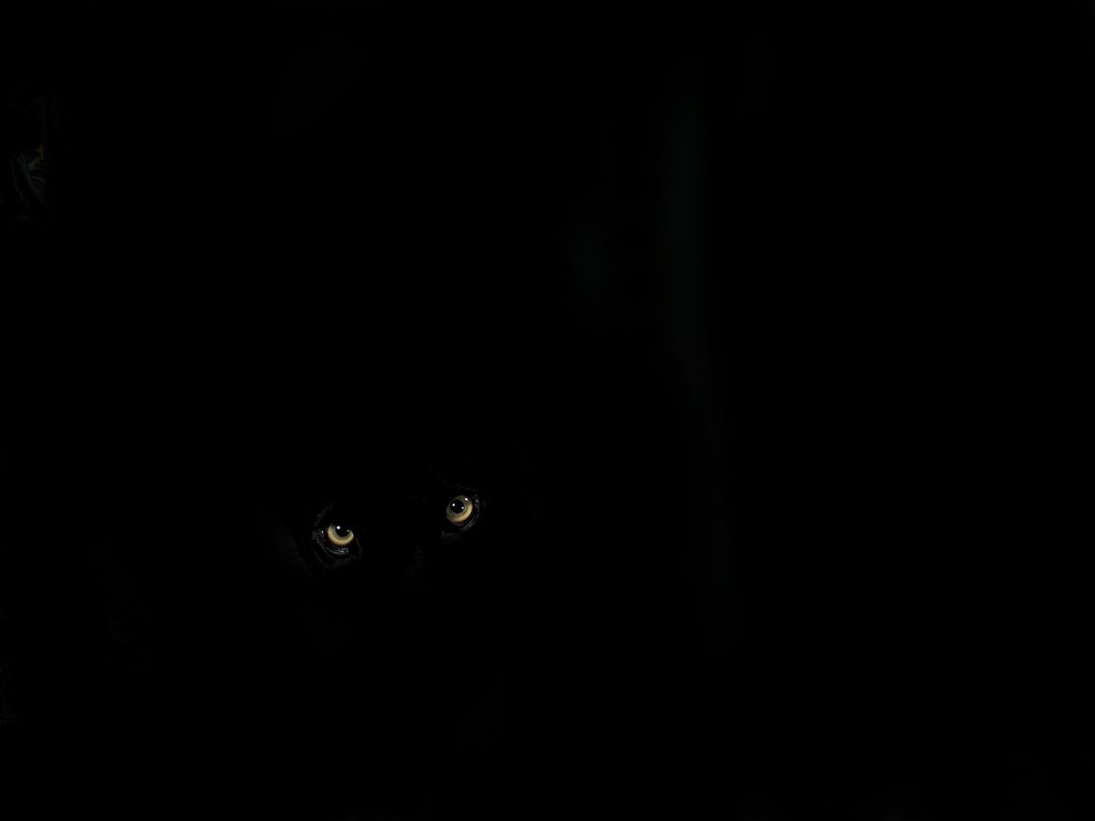 me ow