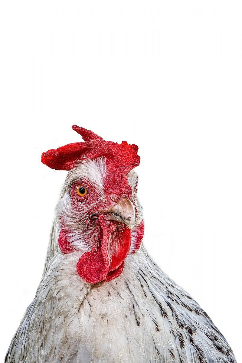a chicken