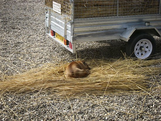 helpful hound