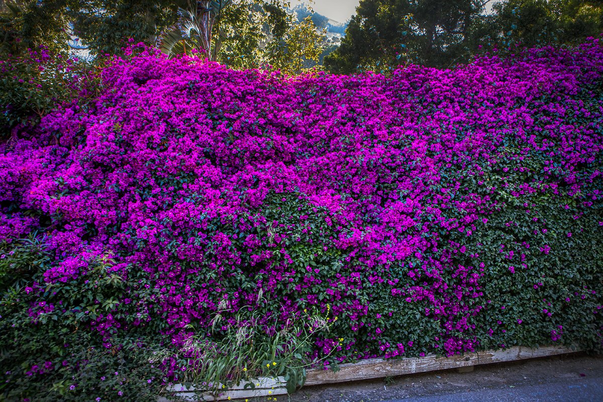 californian colours