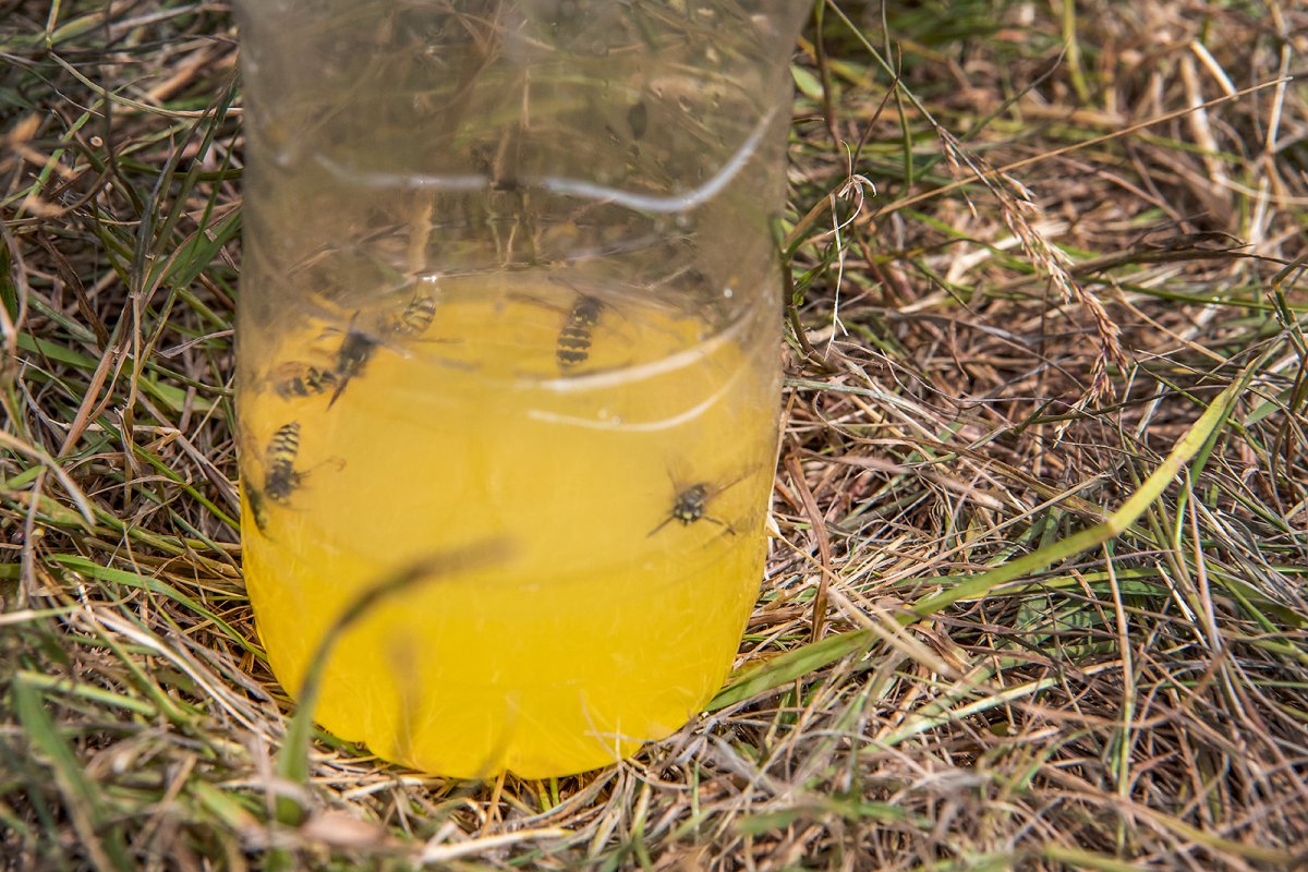 die wasps