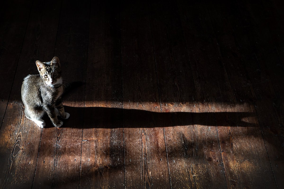 ...and cat