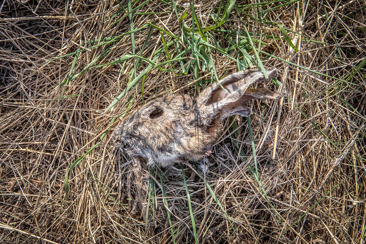 watership dead