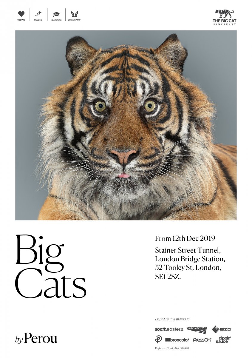 BIG CATS