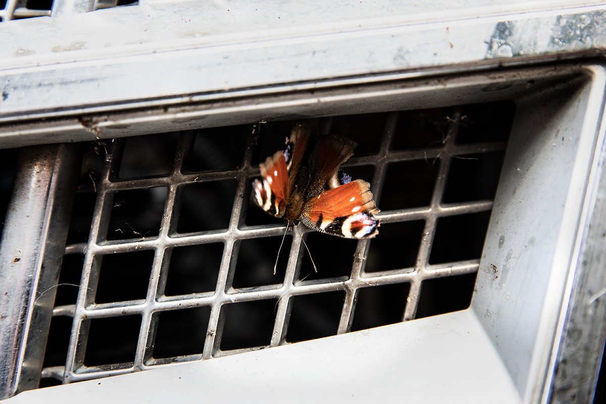 bad catch