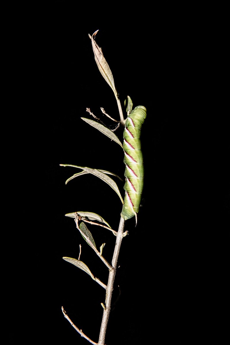 a walls twister