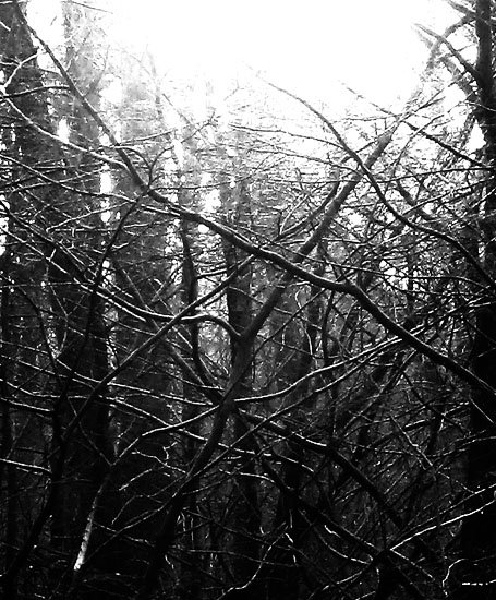 blean woods