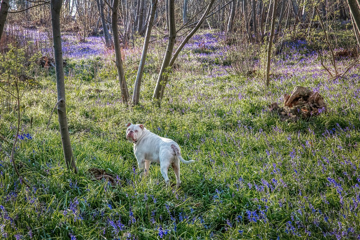 bluebell bunneth