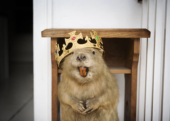 meet my beaver...