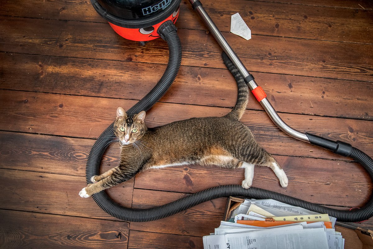 cat by max