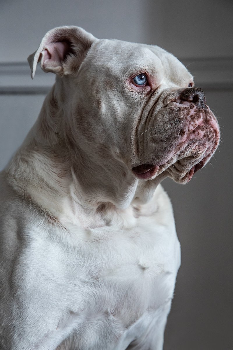 i love this dog