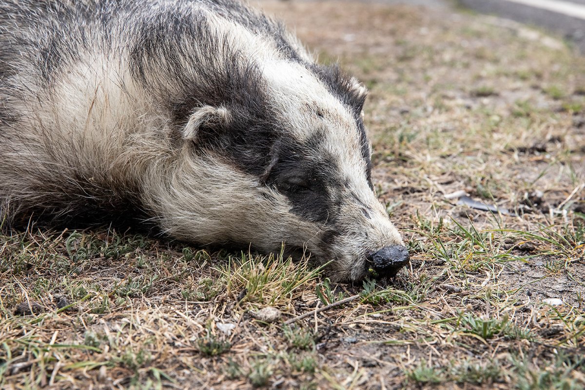 sleeping badger