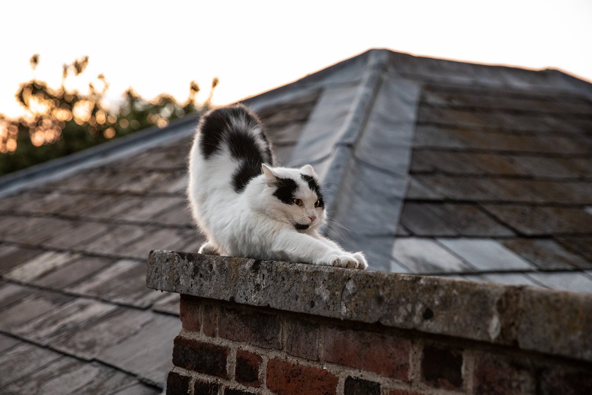 downward cat