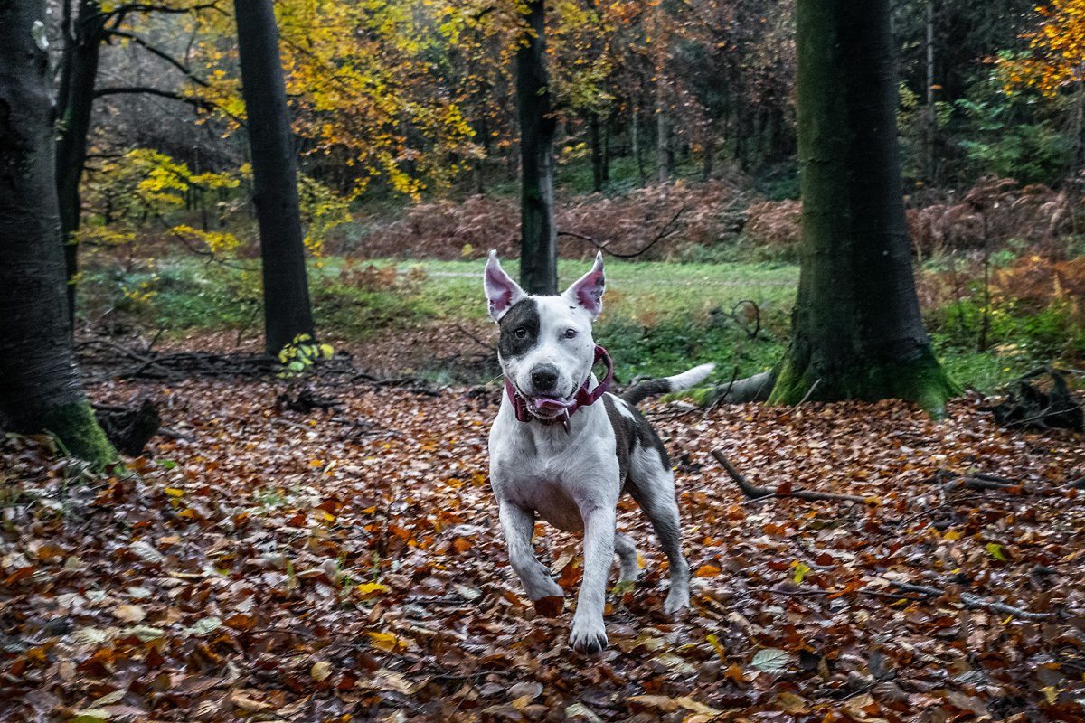 happy dog