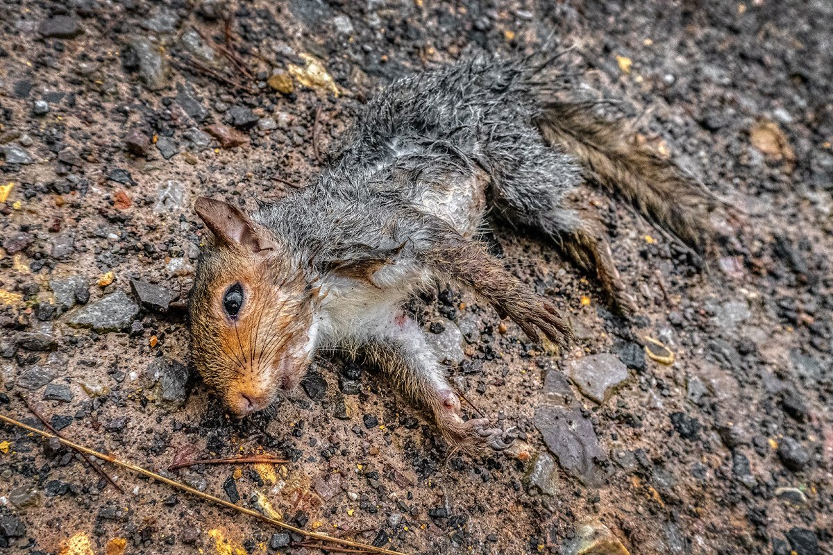 this squirrel is sleeping