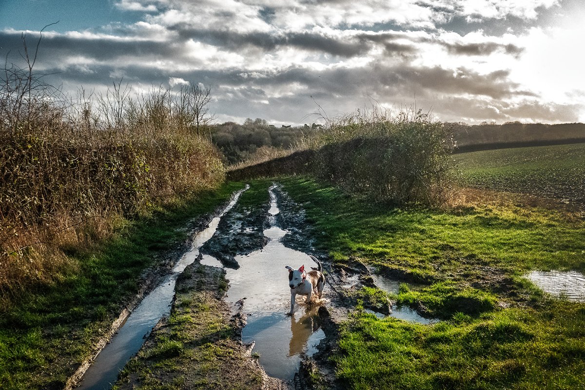 pup loves puddles