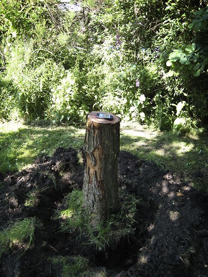 diseased stump...