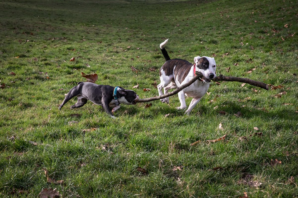 2 dogs 1 stick