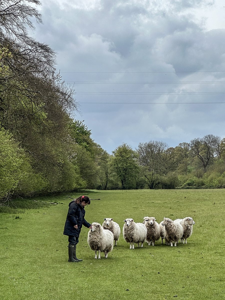 sheep friends