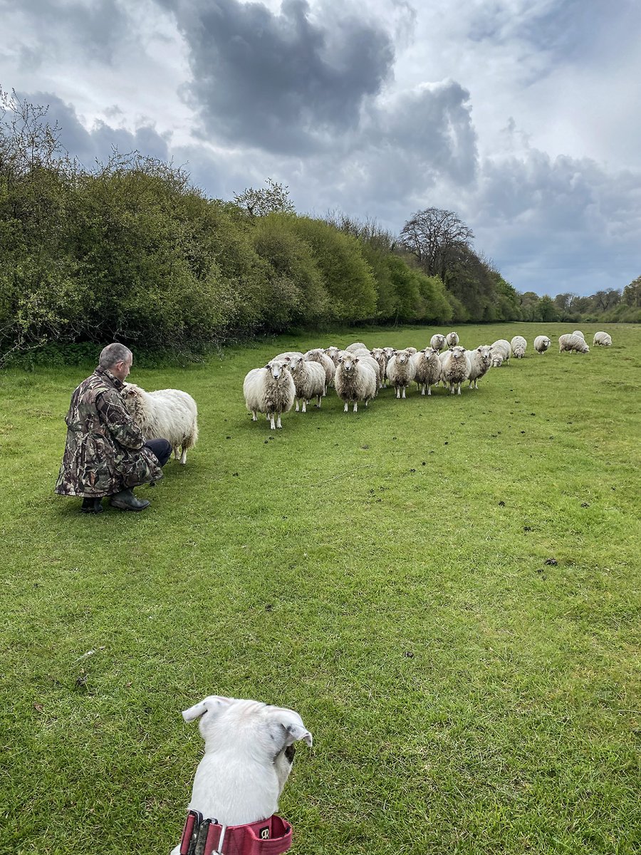 sheep are so sweet