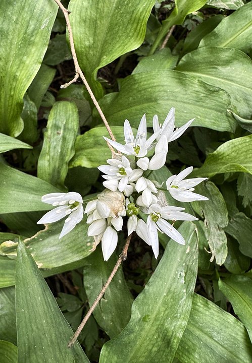 wild garlic