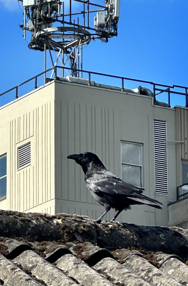 a black bird with a black heart