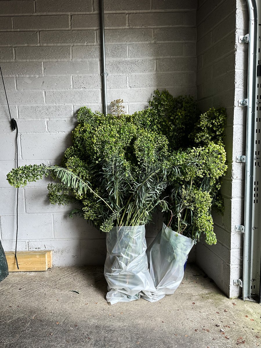 Euphorbia characias