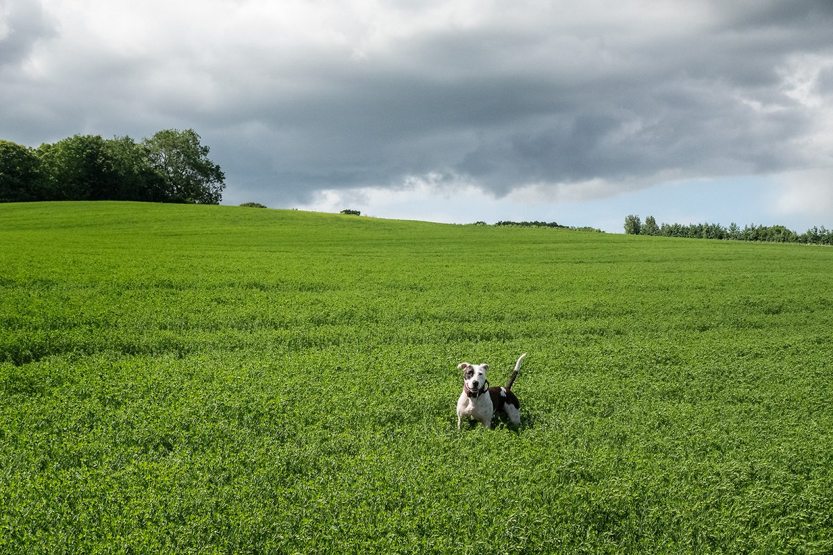 there is a green hill (not so) far away