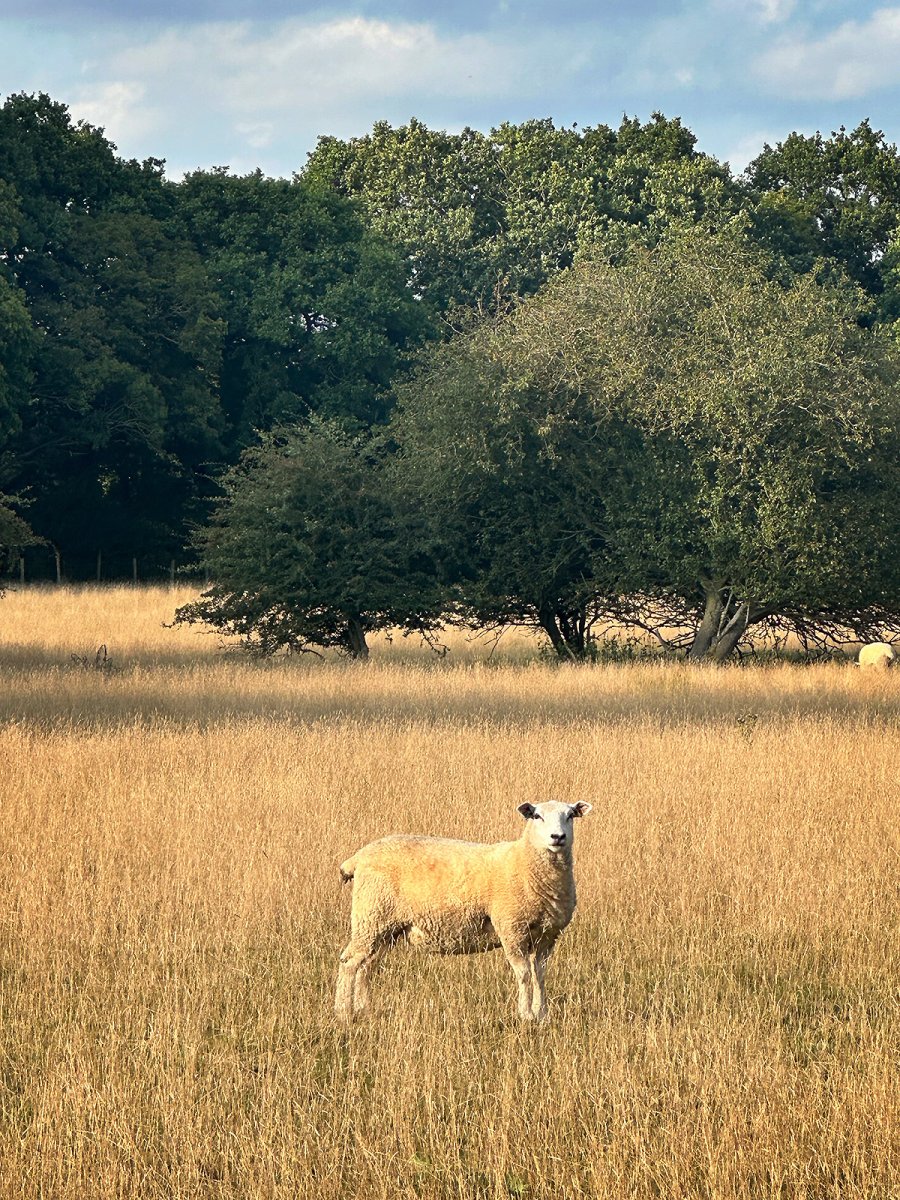 the savannah, kent