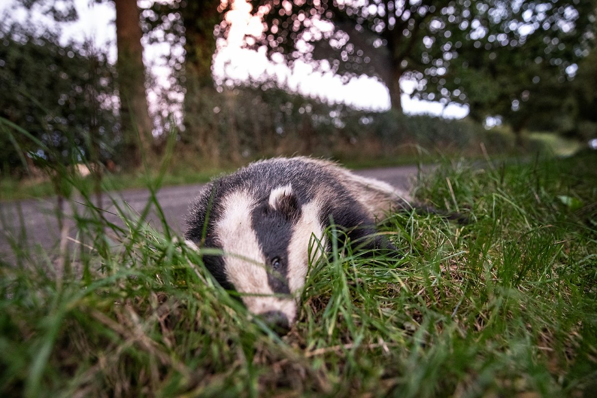 show us yer badger pt.372