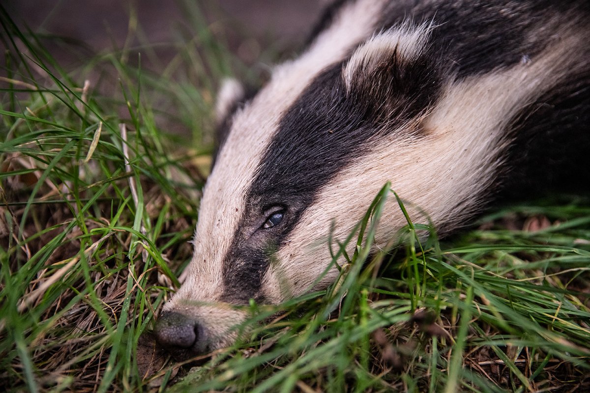 this badger is not dead: this badger is sleeping