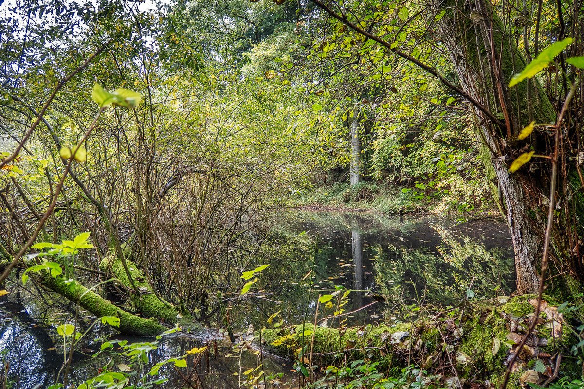 our magical ancient woodland