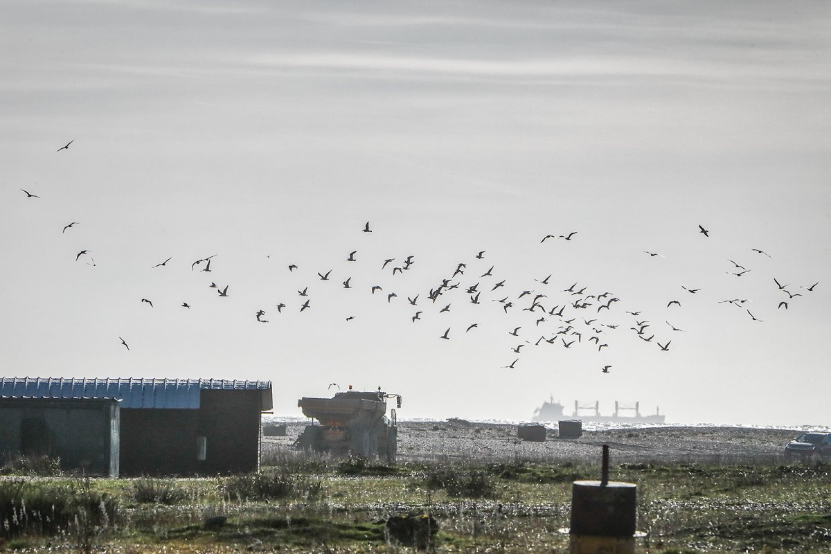 rollercoaster lunch in dungeness