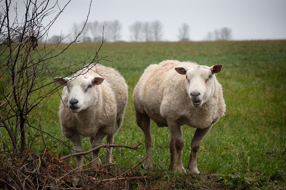 poseurs