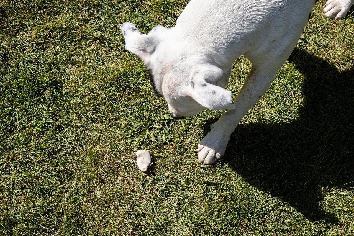 the pebble puke