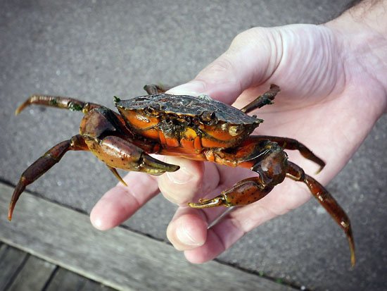 got crabs