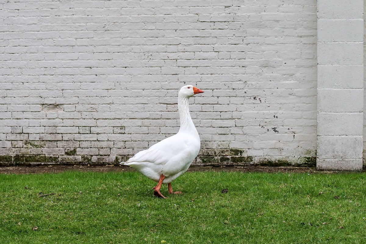 a wild goose chase
