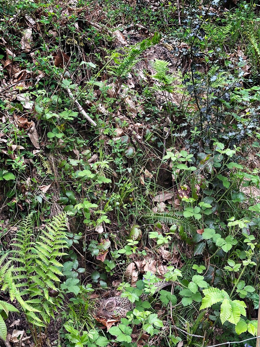 spot the birdie