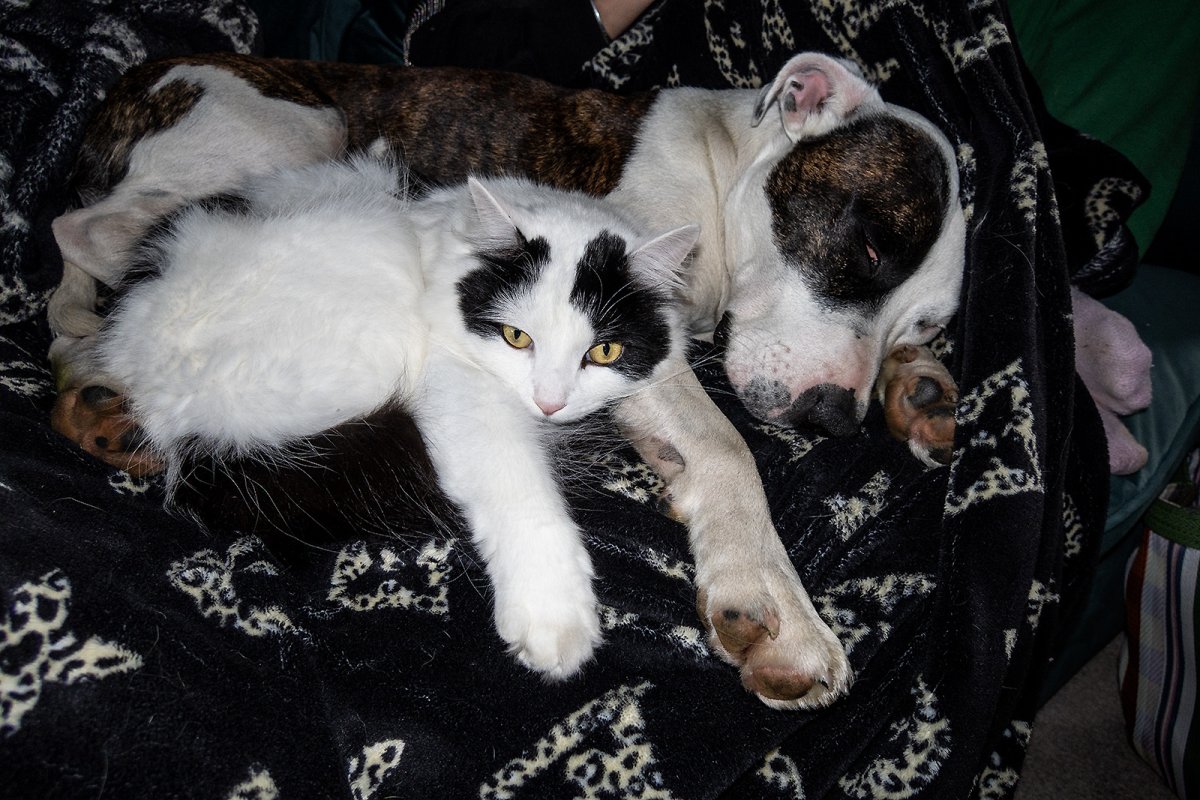 strange two headed creature