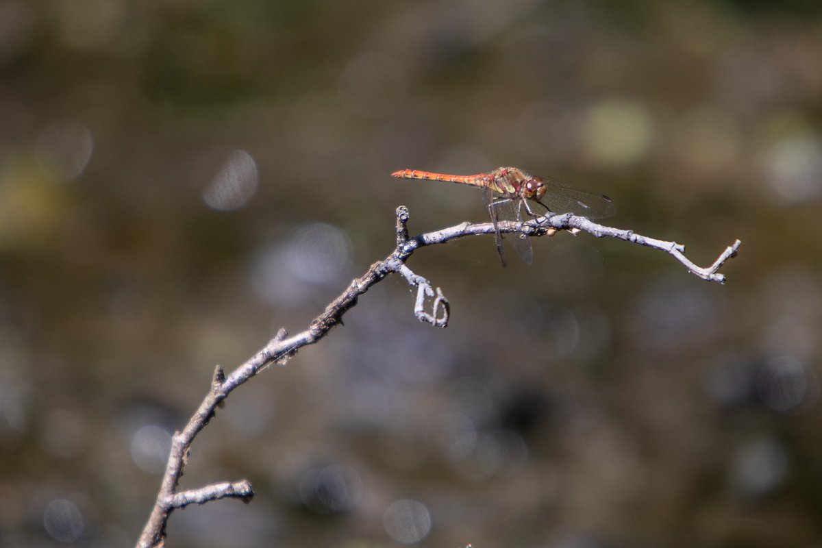 sympetrum striolatum