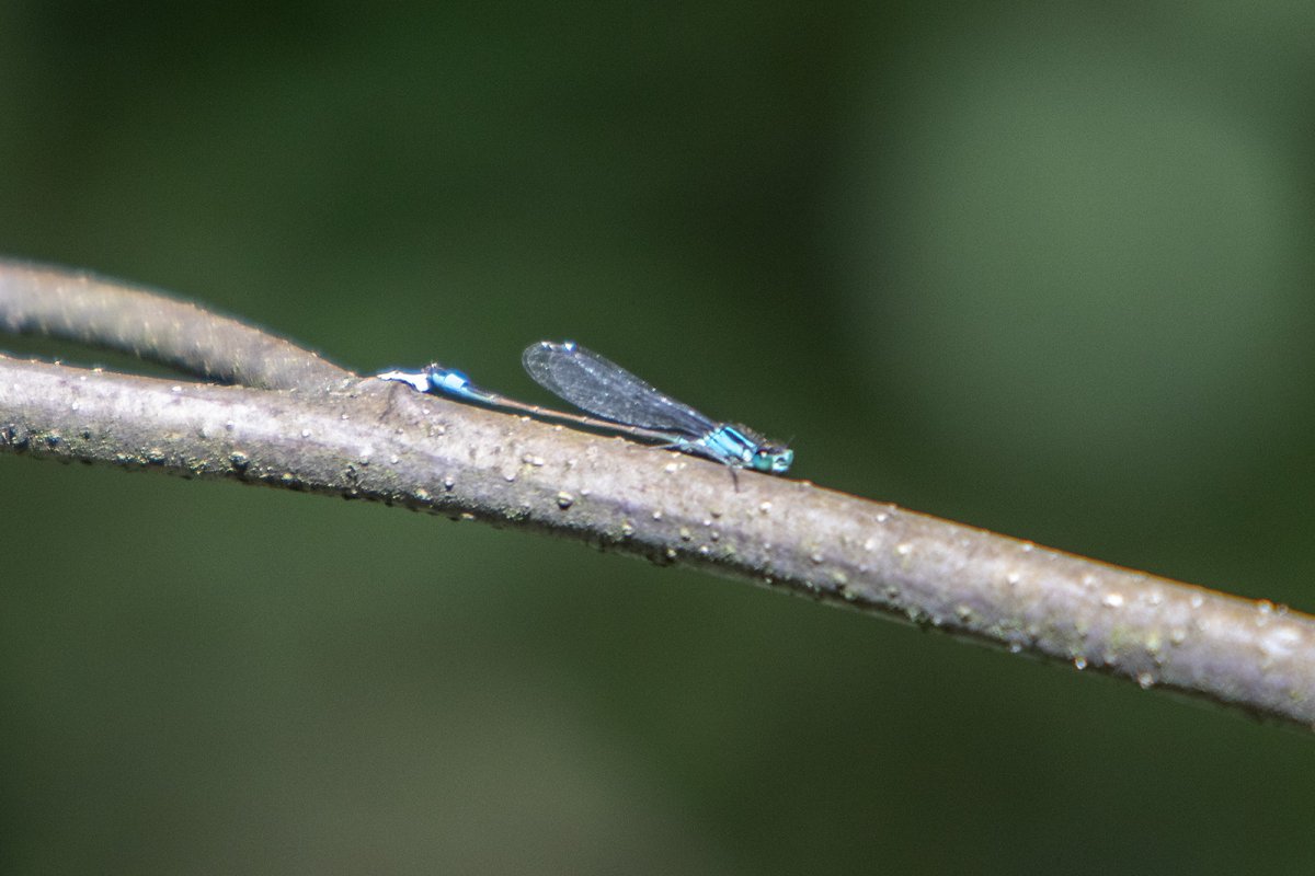 ischnura elegans
