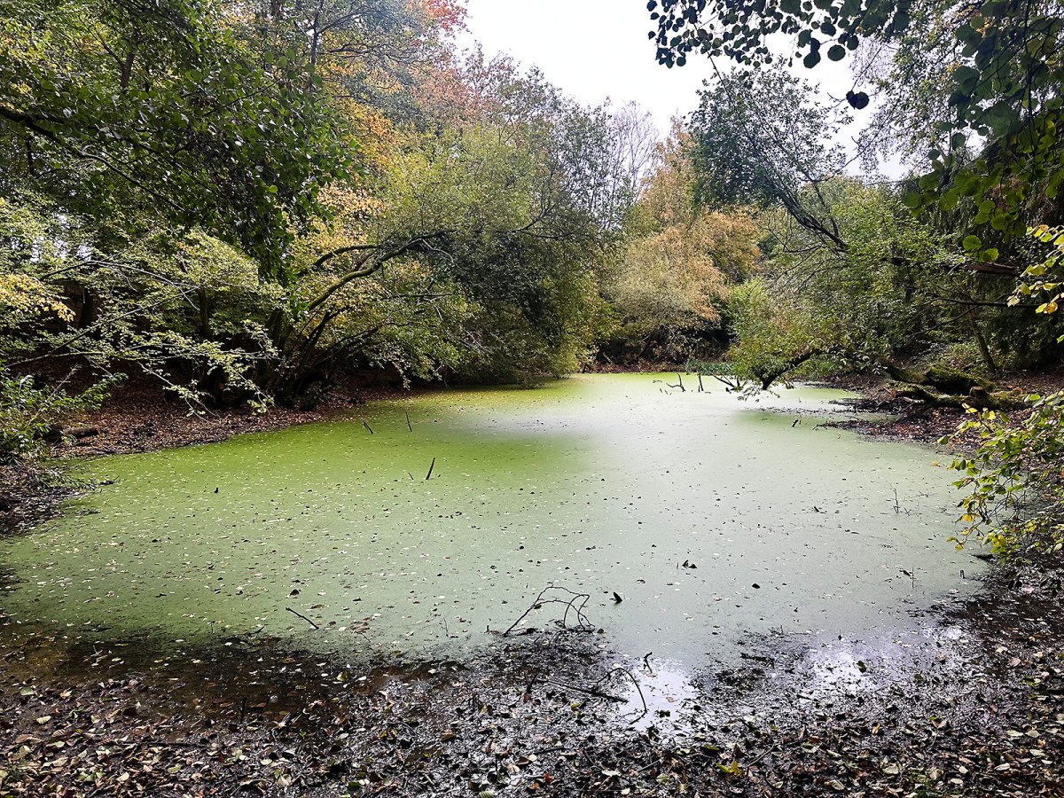 our bottom (pond) today