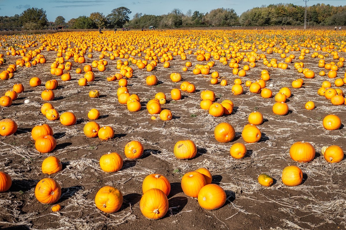 approx 80,000 pumpkins 