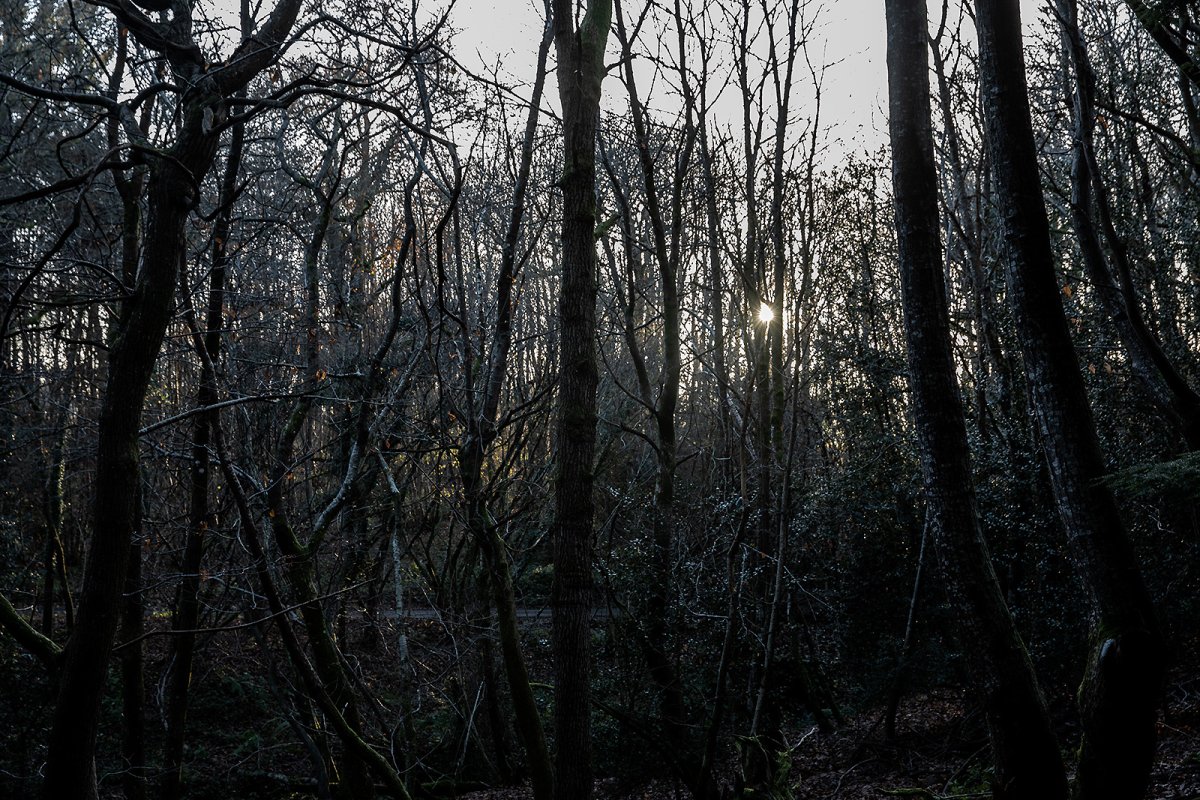 if you go down to the woods today